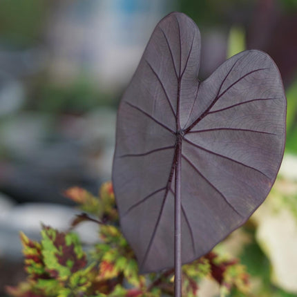 Elephant Ear | Colocasia rubra Black Magic