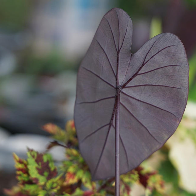 Elephant Ear | Colocasia rubra Black Magic