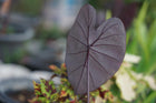 Elephant Ear | Colocasia rubra Black Magic