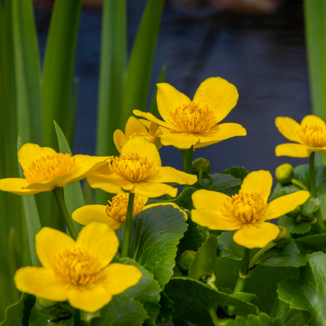 Marsh marigold, King cup | Caltha palustris