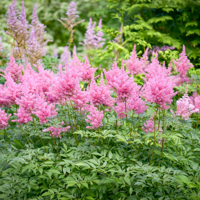 False goats beard | Astilbe pink
