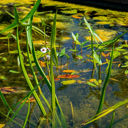 Arrowhead | Sagittaria sagittifolia