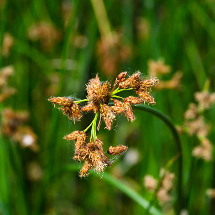 Clubrush | Scirpus lacustris