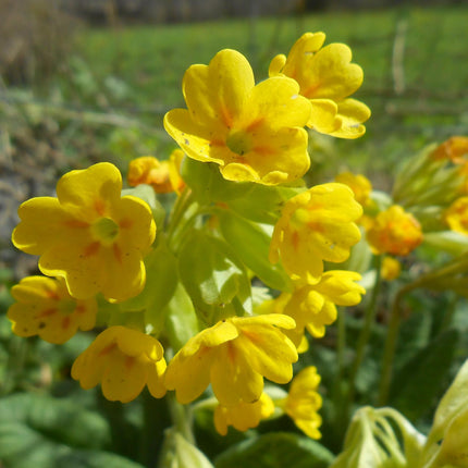 Cowslip | Primula veris