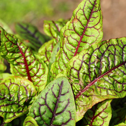 Bloodwort Wood dock | Rumex sanguineus