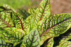 Bloodwort Wood dock | Rumex sanguineus