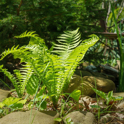 Shuttlecock fern | Matteuccia struthiopteris