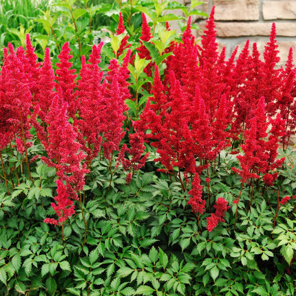 False goats beard | Astilbe red