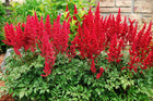 False goats beard | Astilbe red