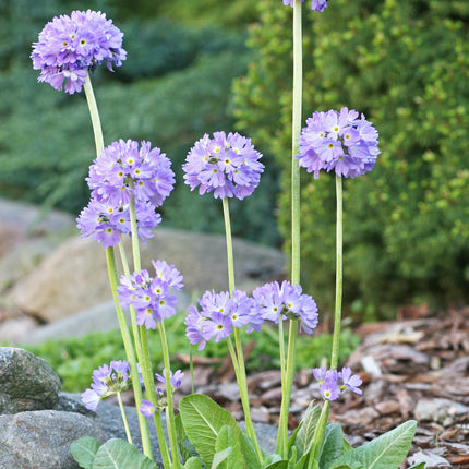 Drumstick primrose | Primula denticulata