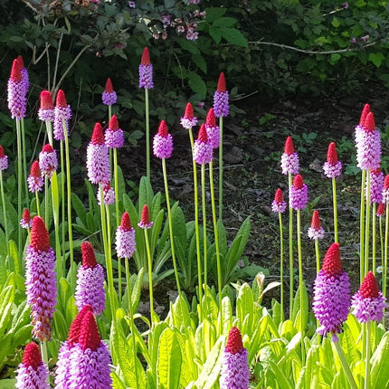 Vial's primrose | Primula vialii