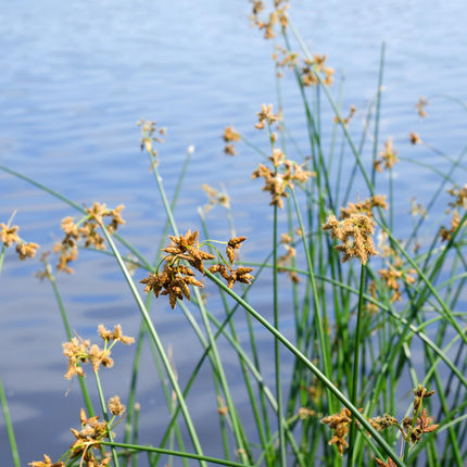 Clubrush | Scirpus lacustris