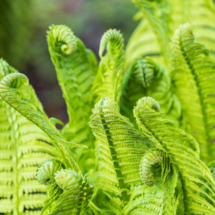Shuttlecock fern | Matteuccia struthiopteris