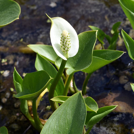 Bog arum Water arum | Calla palustris