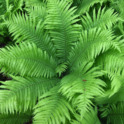 Shuttlecock fern | Matteuccia struthiopteris