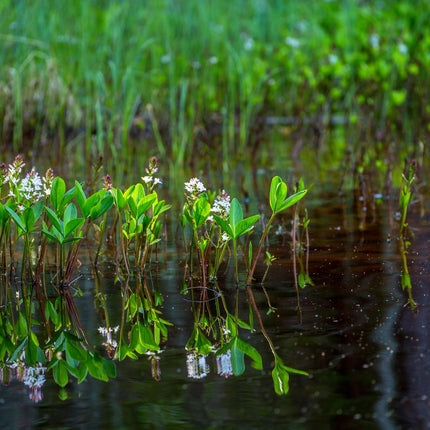 Bog bean | Menyanthes trifoliata