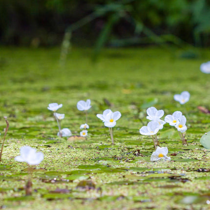 Frogbit | Hydrocharis morsus ranae