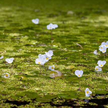 Frogbit | Hydrocharis morsus ranae