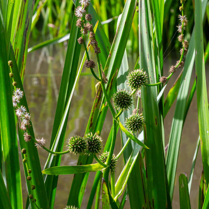 Branched bur-reed | Sparganium erectum