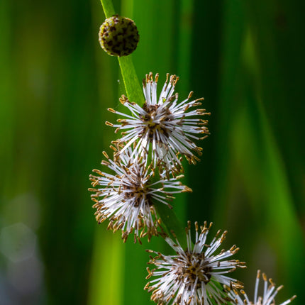 Branched bur-reed | Sparganium erectum
