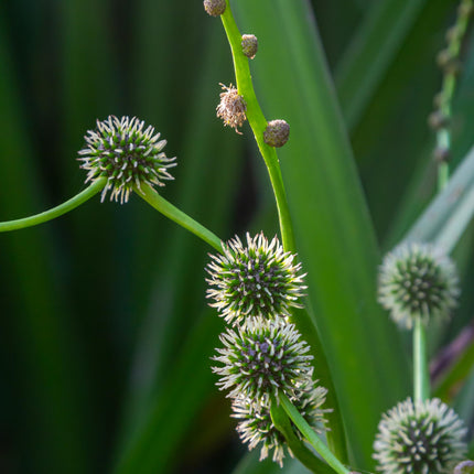 Branched bur-reed | Sparganium erectum