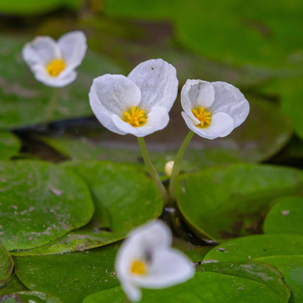 Frogbit | Hydrocharis morsus ranae
