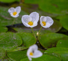 Frogbit | Hydrocharis morsus ranae
