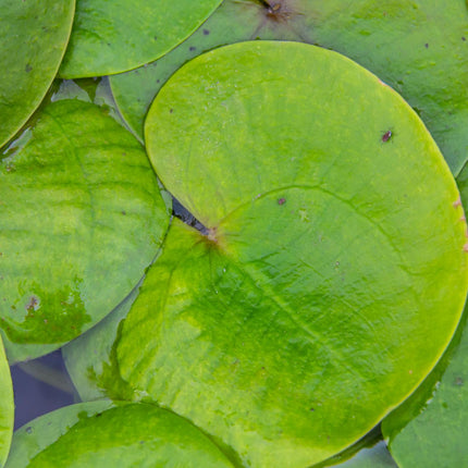 Frogbit | Hydrocharis morsus ranae