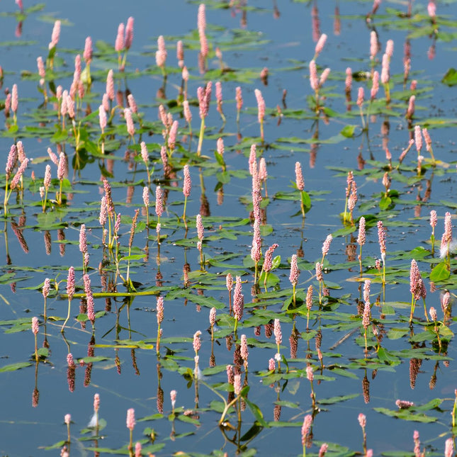 Amphibious bistort, Polygonum amphibium | Persicaria amphibia
