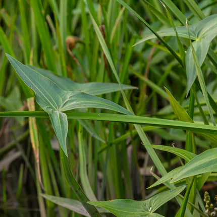 Arrowhead | Sagittaria sagittifolia