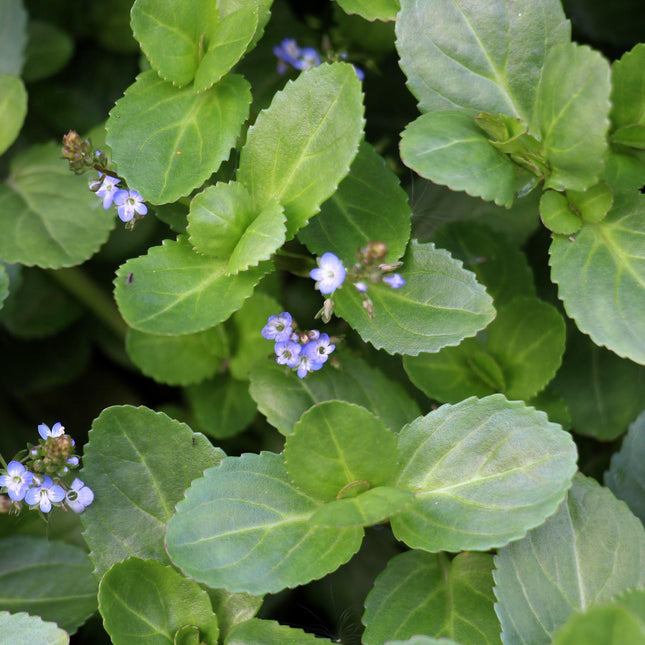 Brooklime | Veronica beccabunga