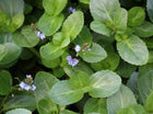Brooklime | Veronica beccabunga