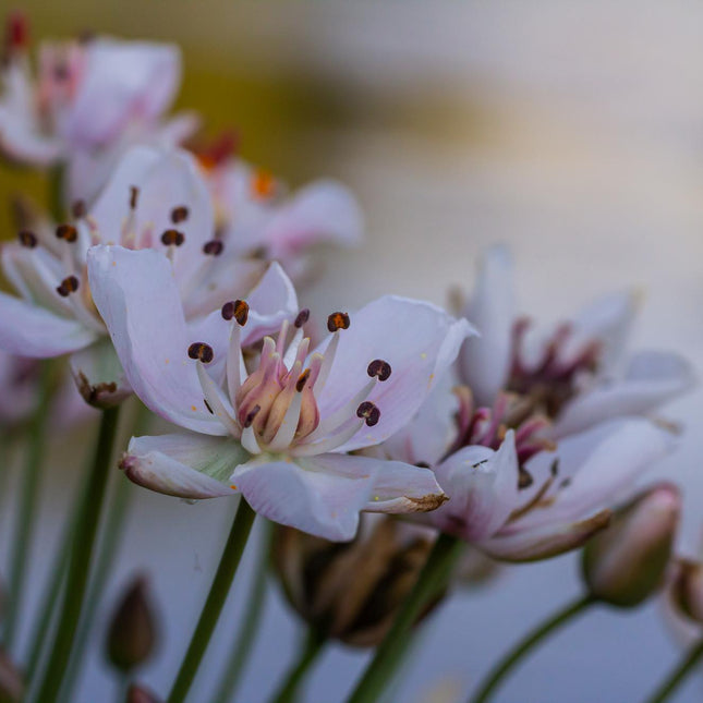 Flowering rush | Butomus umbellatus
