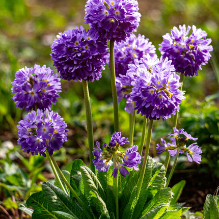 Drumstick primrose | Primula denticulata