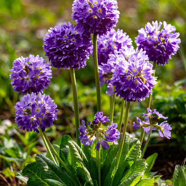 Drumstick primrose | Primula denticulata