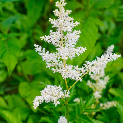 False goats beard | Astilbe White