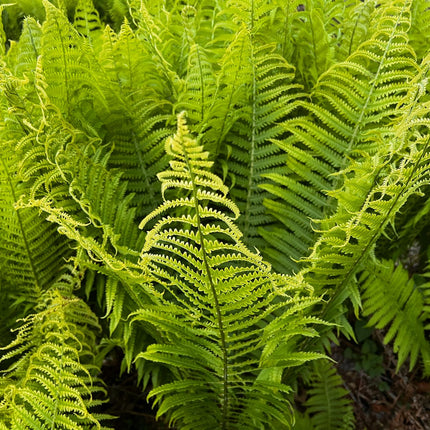 Shuttlecock fern | Matteuccia struthiopteris