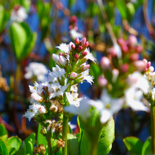 Bog bean | Menyanthes trifoliata