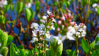 Bog bean | Menyanthes trifoliata
