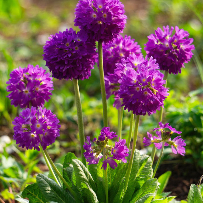 Drumstick primrose | Primula denticulata