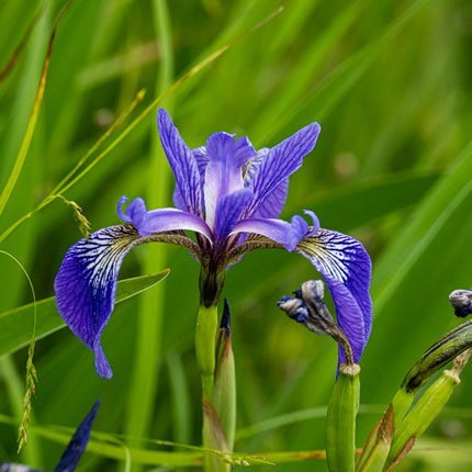 Blue flag | Iris versicolor
