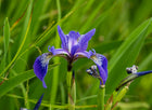 Blue flag | Iris versicolor
