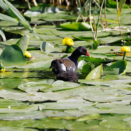 Brandy Bottle Yellow Water Lily | Nuphar lutea