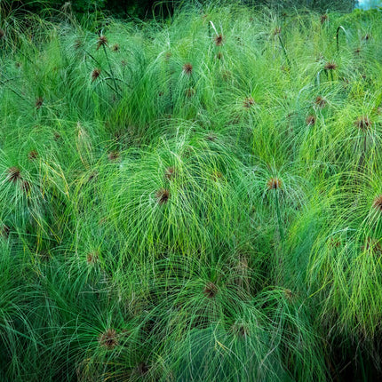 Egyptian paper rush | Cyperus papyrus