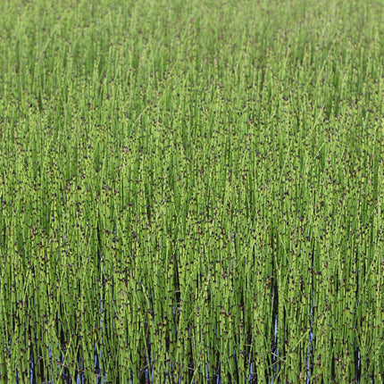Dutch rush | Equisetum hyemale