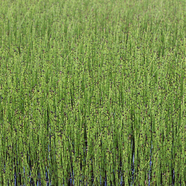 Dutch rush | Equisetum hyemale