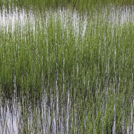 Dutch rush | Equisetum hyemale
