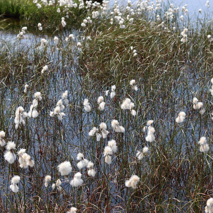 Cotton grass, Bog cotton, Scirpus angustifolius | Eriophorum angustifolium