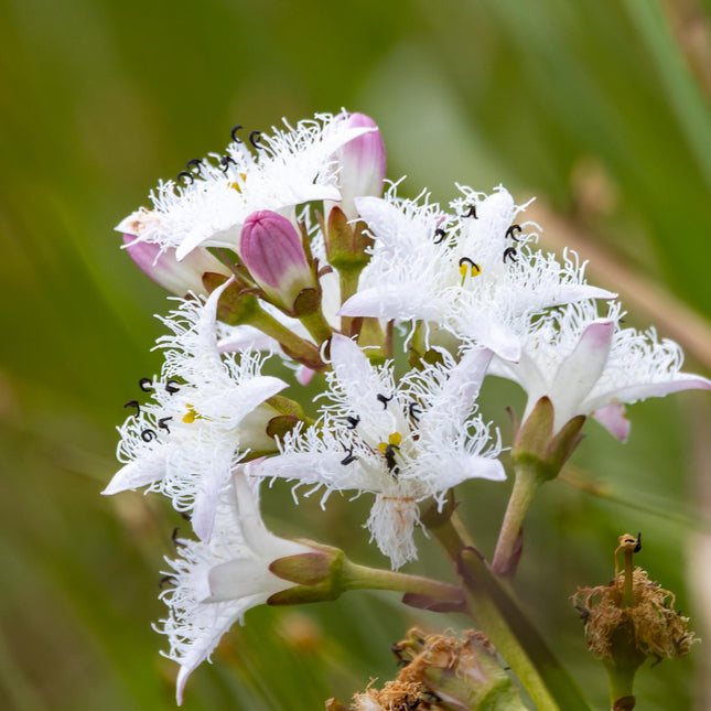 Bog bean | Menyanthes trifoliata
