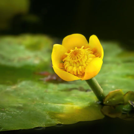 Brandy Bottle Yellow Water Lily | Nuphar lutea